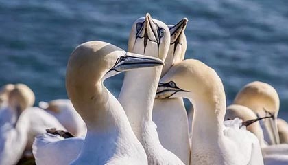 开门红！新加坡大满贯赛 林诗栋3-1战胜篠塚大登