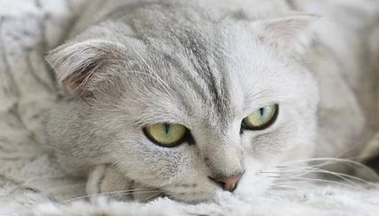 如意体育app-广州男篮分享球队踩场训练片段，郭艾伦入镜